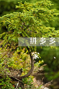 拼多多商家維權(quán)(我是拼多多商家、我要投訴拼多多客服)
